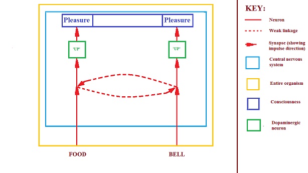 food-bell partially conditioned